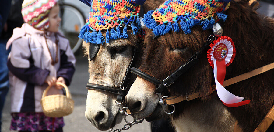 Zwei Pferde mit traditionellem buntem Geschirr.