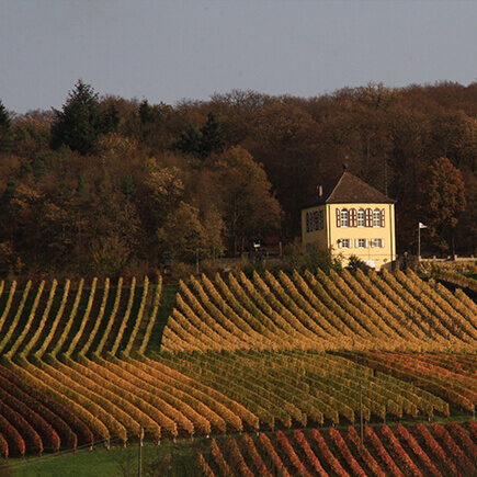 Herbstliche Weinberge in Weikersheim.