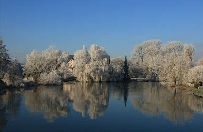 Winterliche Seenlandschaft mit verschneiten Bäumen.