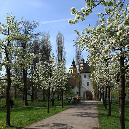 Baumallee im Schlosspark in Richtung Deutschordensschloss.