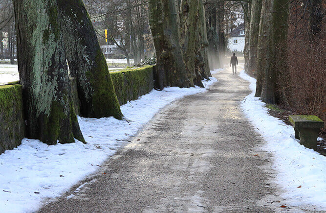 Verschneiter Weg mit großen Bäumen im Schlosspark in Bad Mergentheim.
