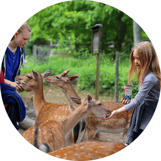 Mädchen beim Füttern eines Reh im Wildpark Bad Mergentheim